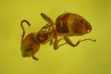 Detailed Fossil Ant (Formicidae) In Baltic Amber #145411-2